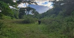 Arnos Vale Land, Tobago