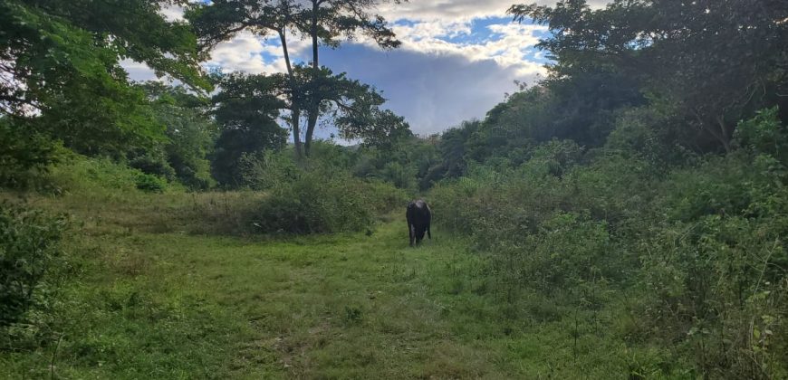 Arnos Vale Land, Tobago